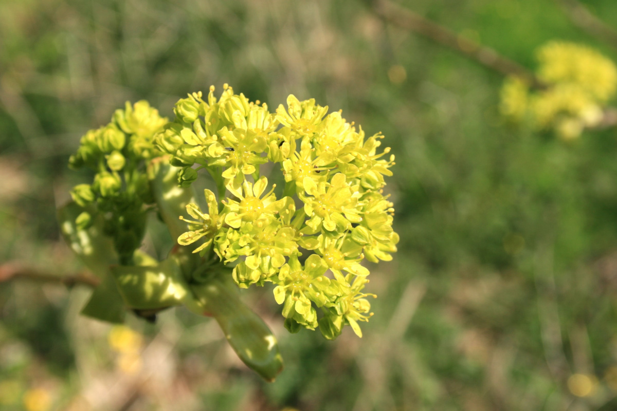 acer platanoides