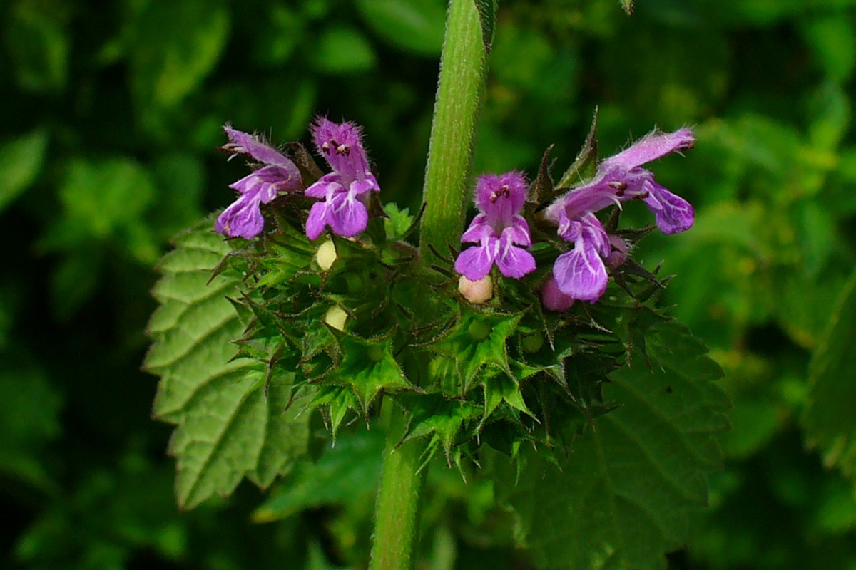 Ballota Nigra