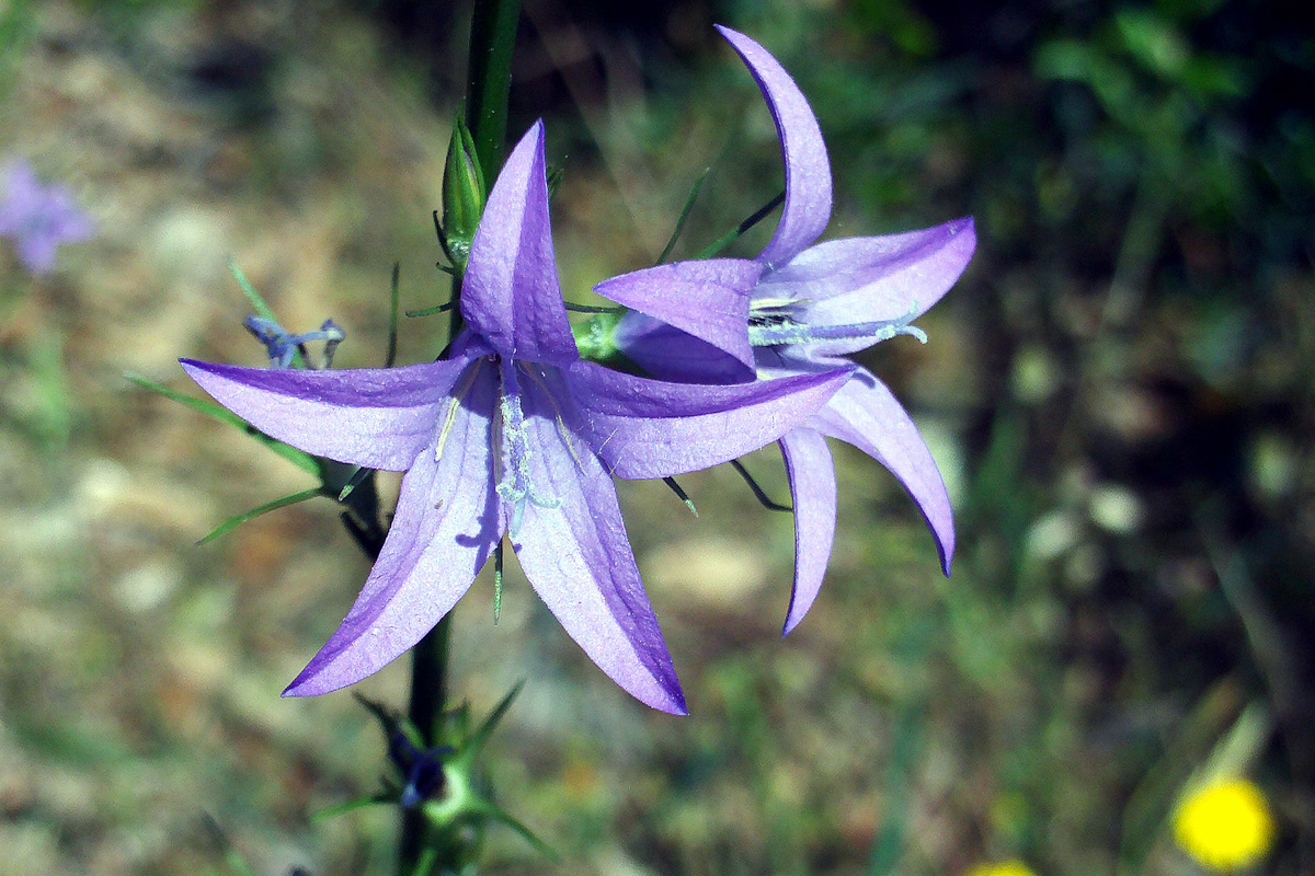 Campanula rapunculus