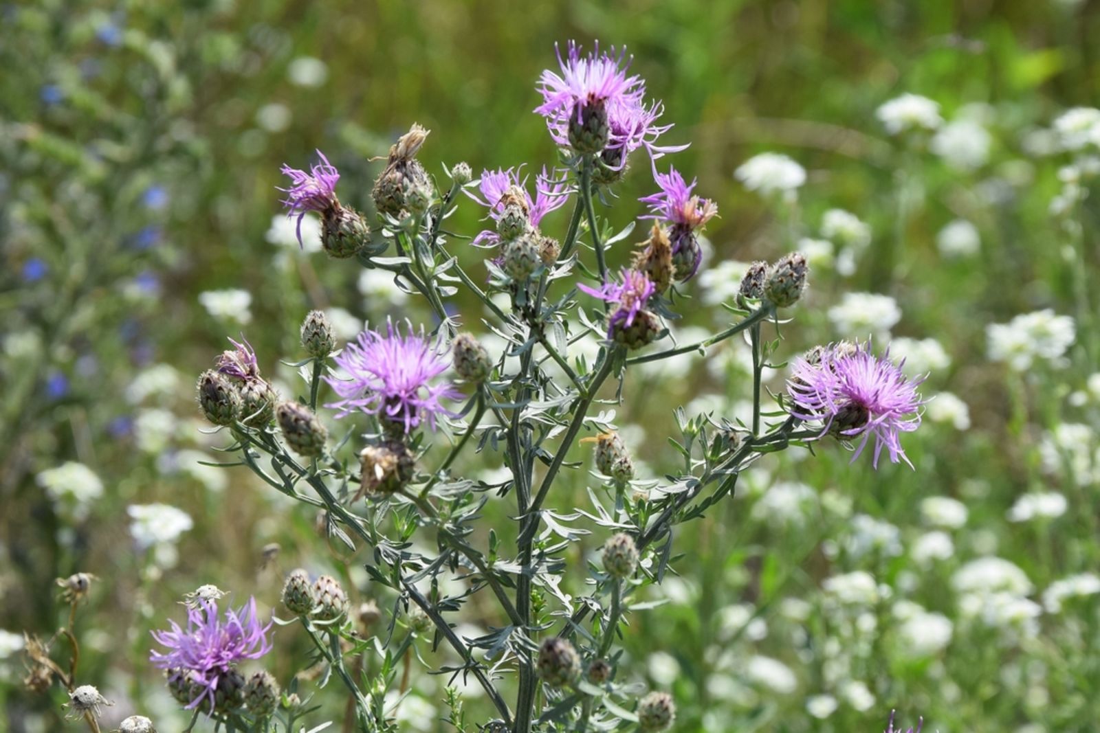 Centaurea stoebe