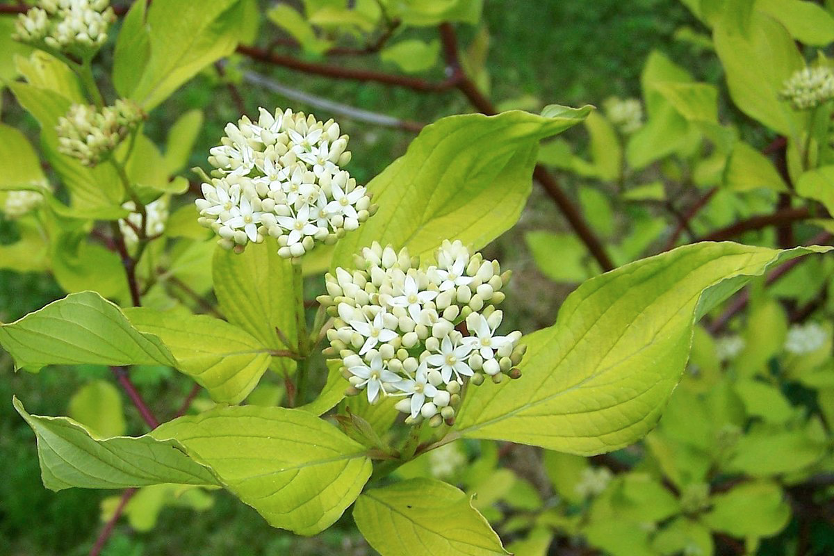 Cornus alba