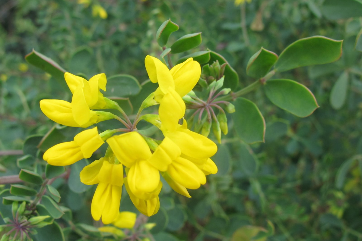 Coronilla valentina
