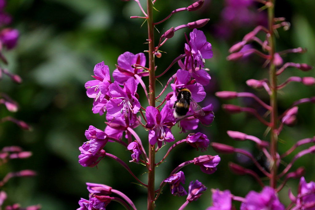 Epilobium angustifolium