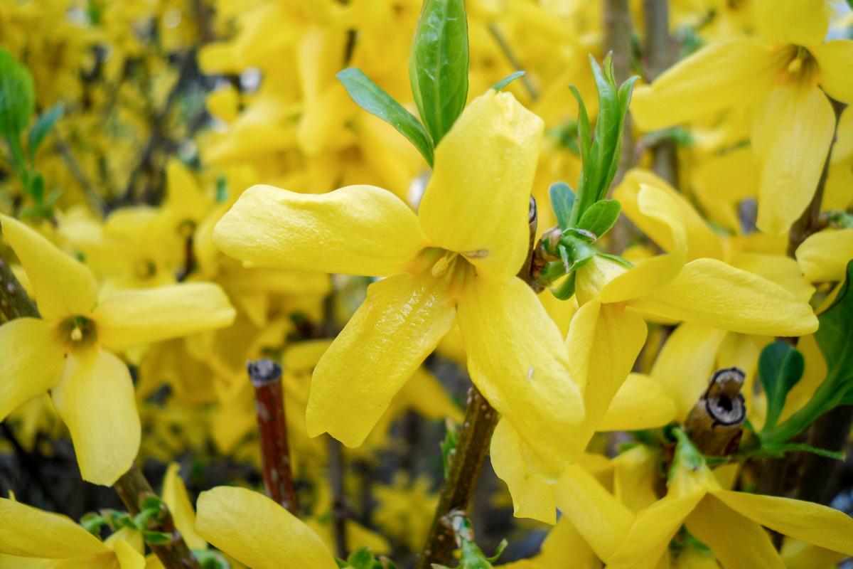 Forsythia