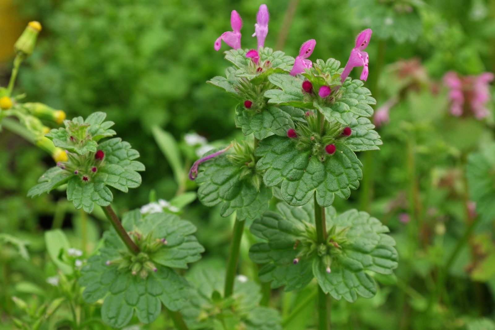 Lamium amplexicaule