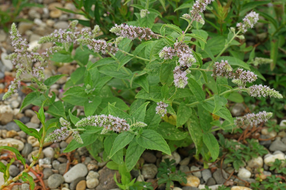 Mentha longifolia