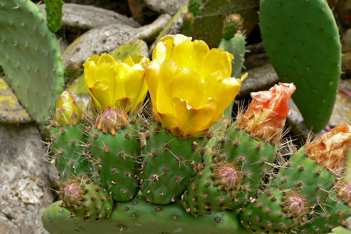 Opuntia ficus-indica