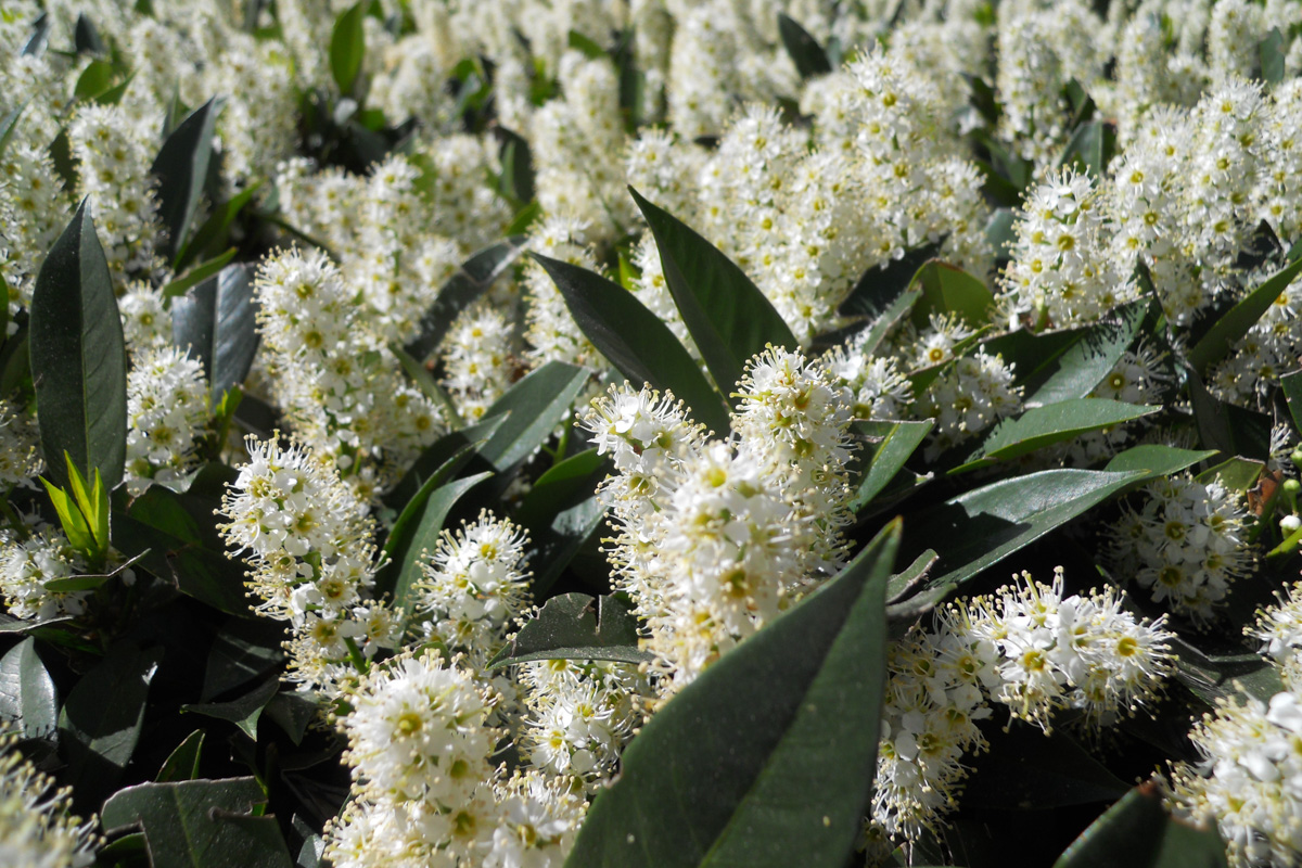 Prunus laurocerasus