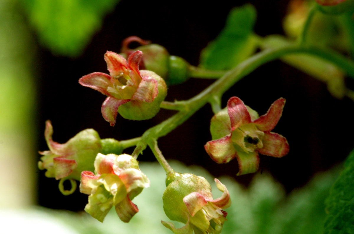 Ribes rubrum