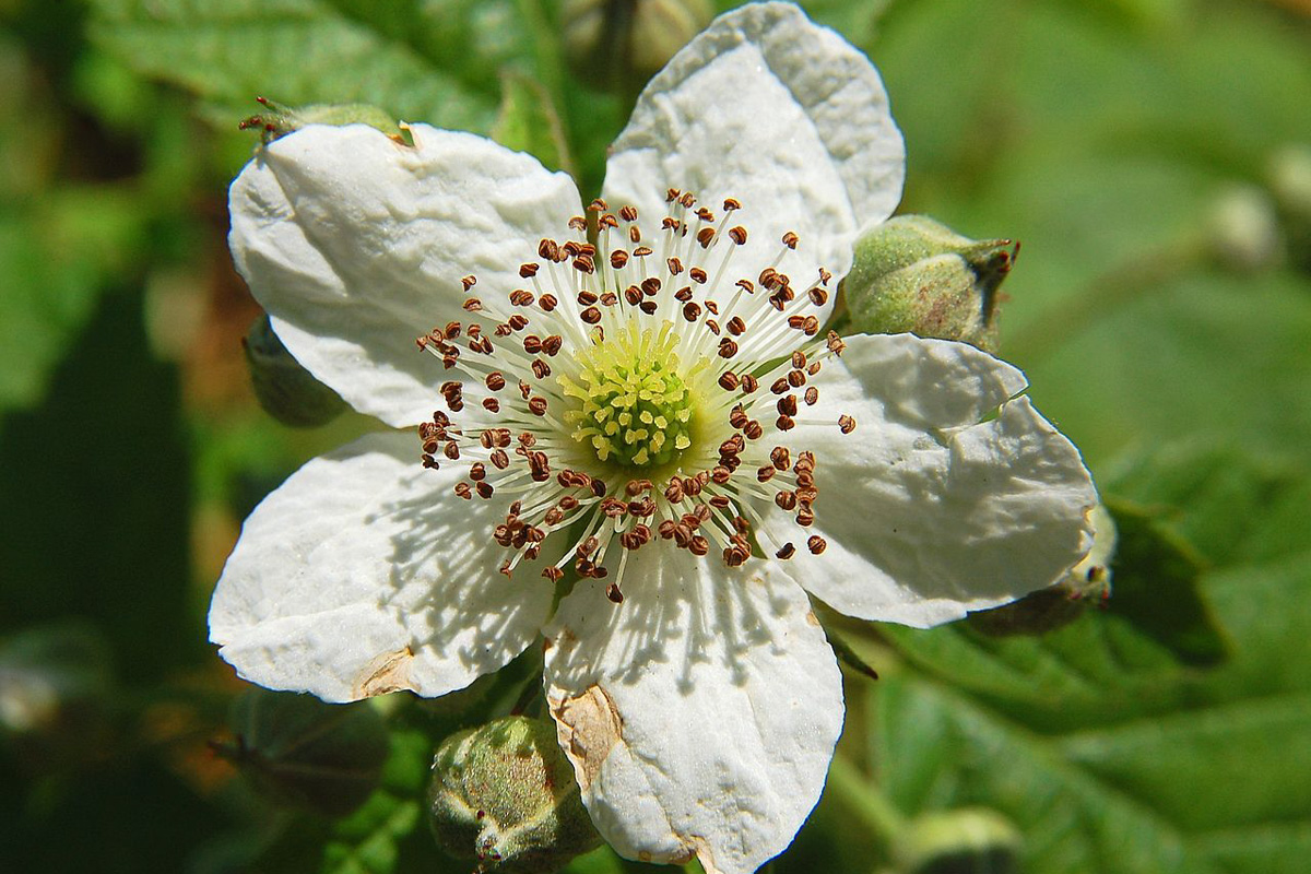 Rubus ulmifolius