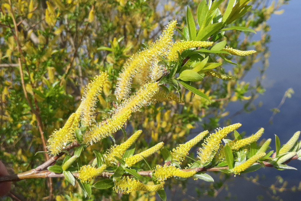 Salix spp.