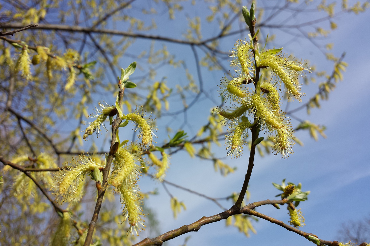 Salix eleagnos