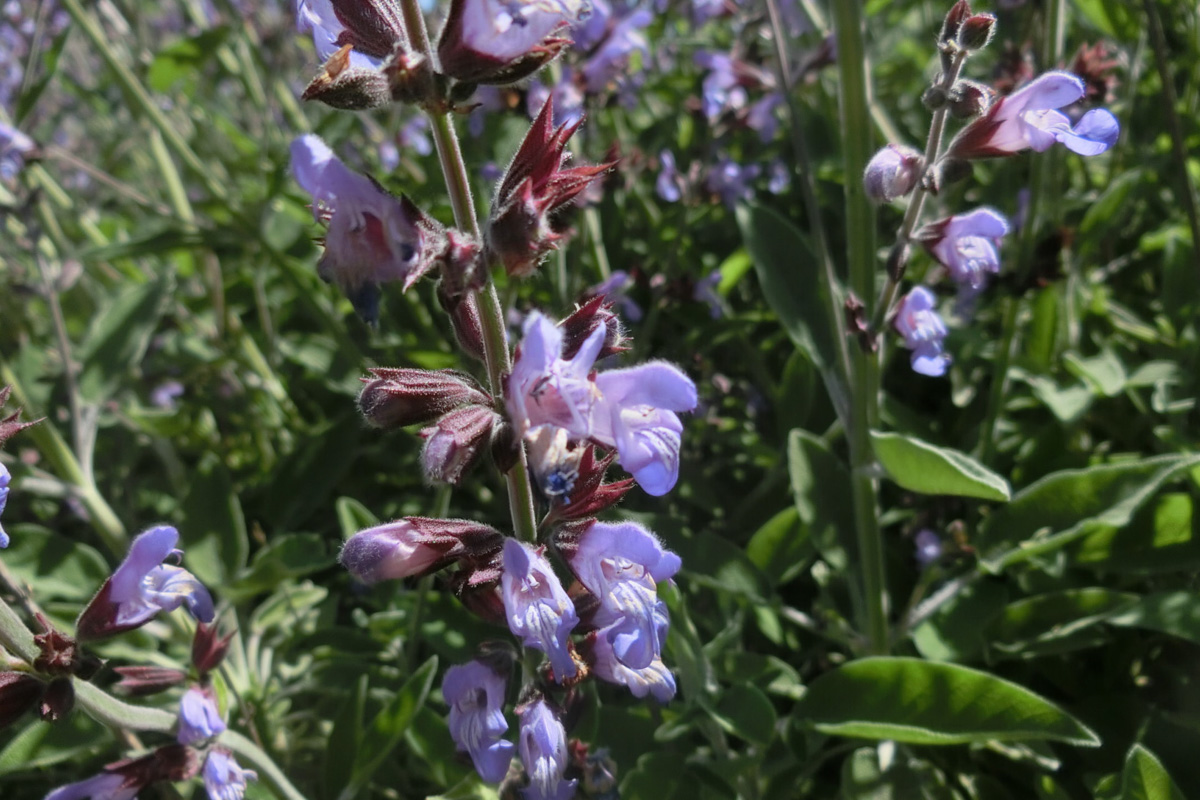 Salvia officinalis