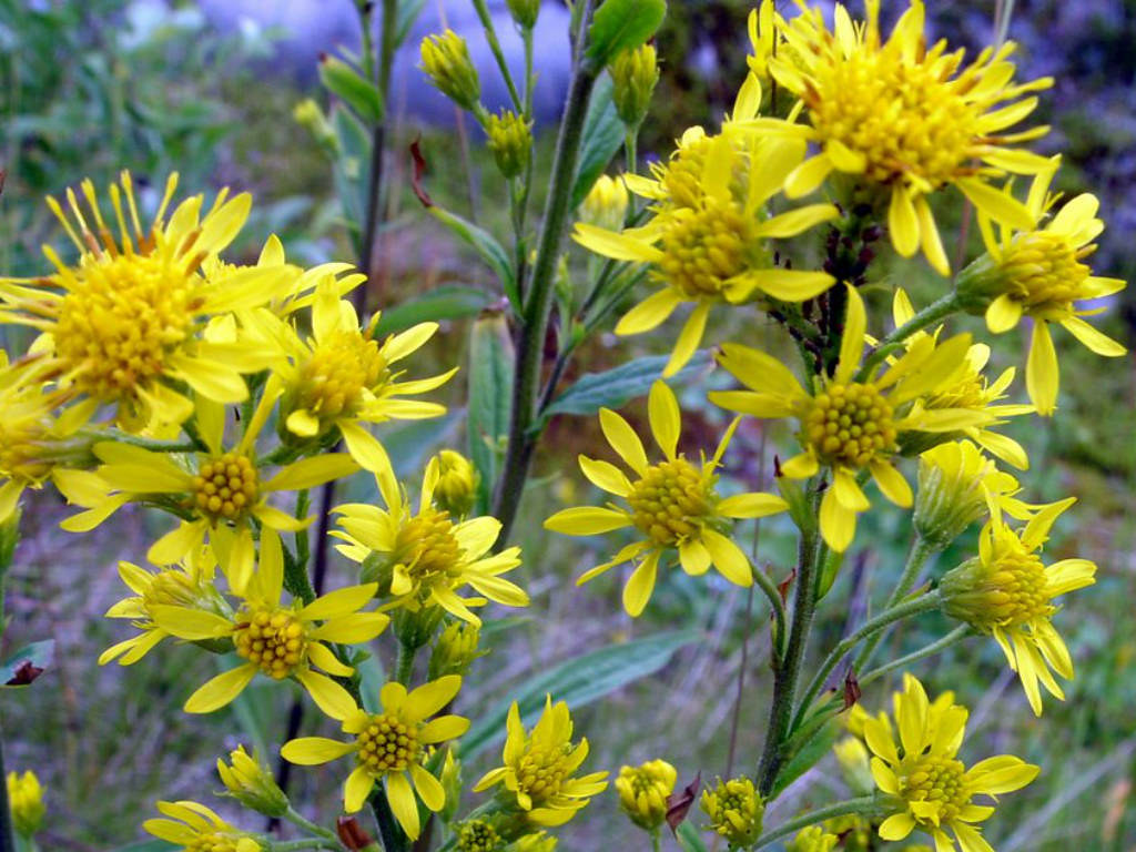 Solidago Virgaurea