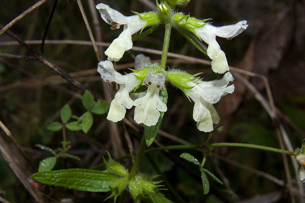 Stachys annua