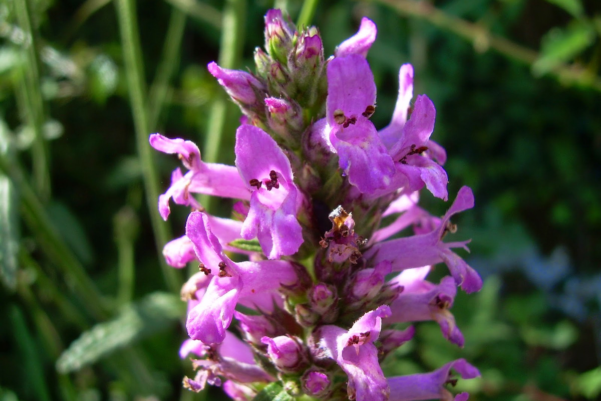 Stachys officinalis