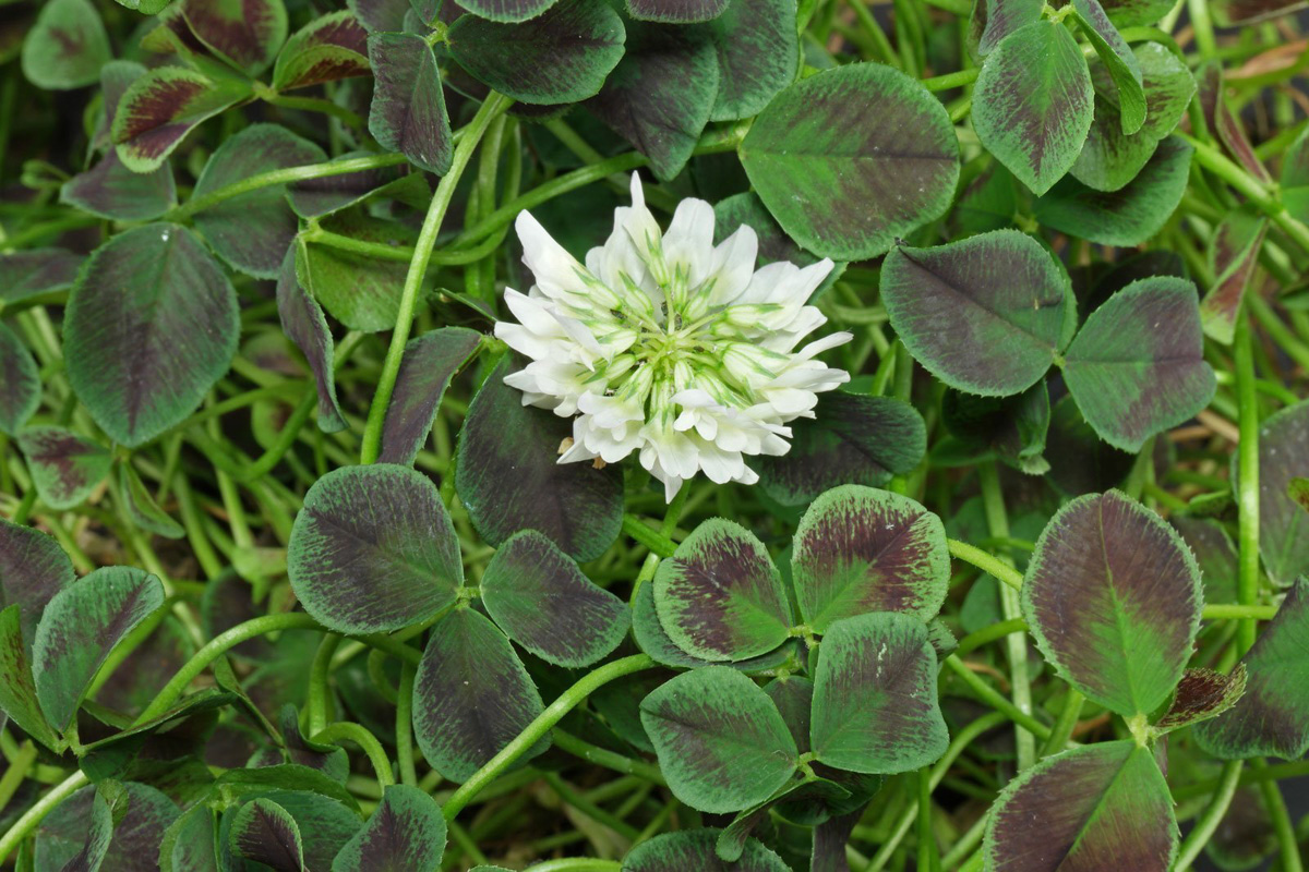 Trifolium repens