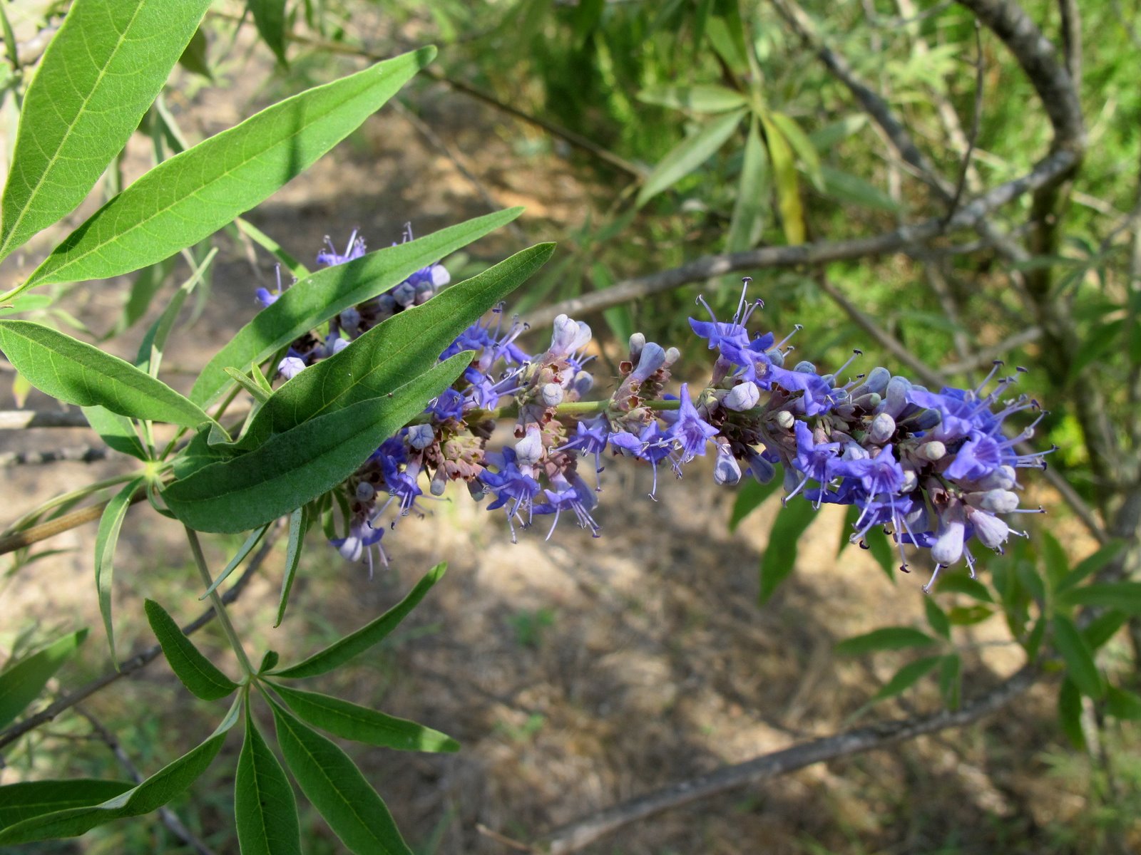 Vitex agnus-castus