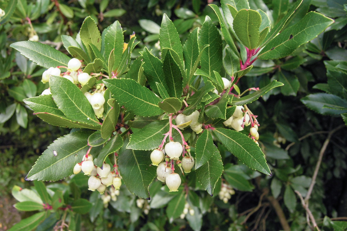 Arbutus unedo