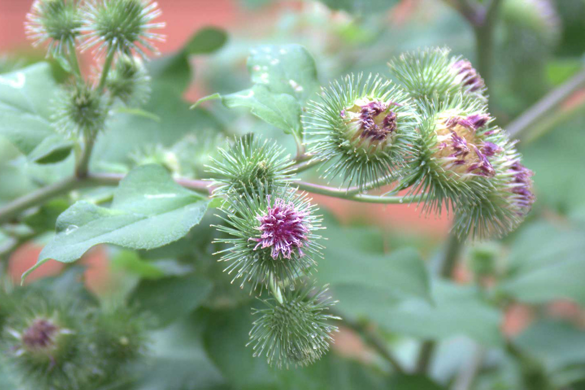 Arctium lappa