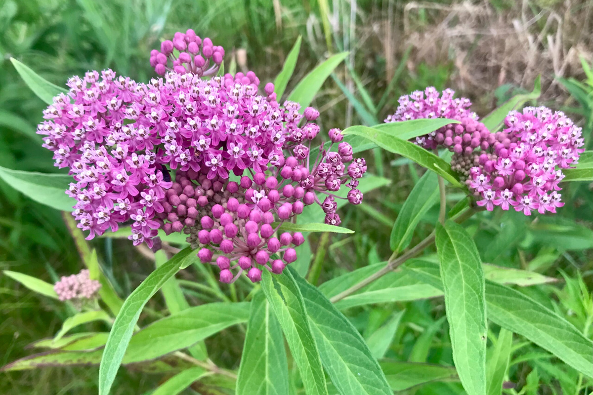 Asclepias incarnata