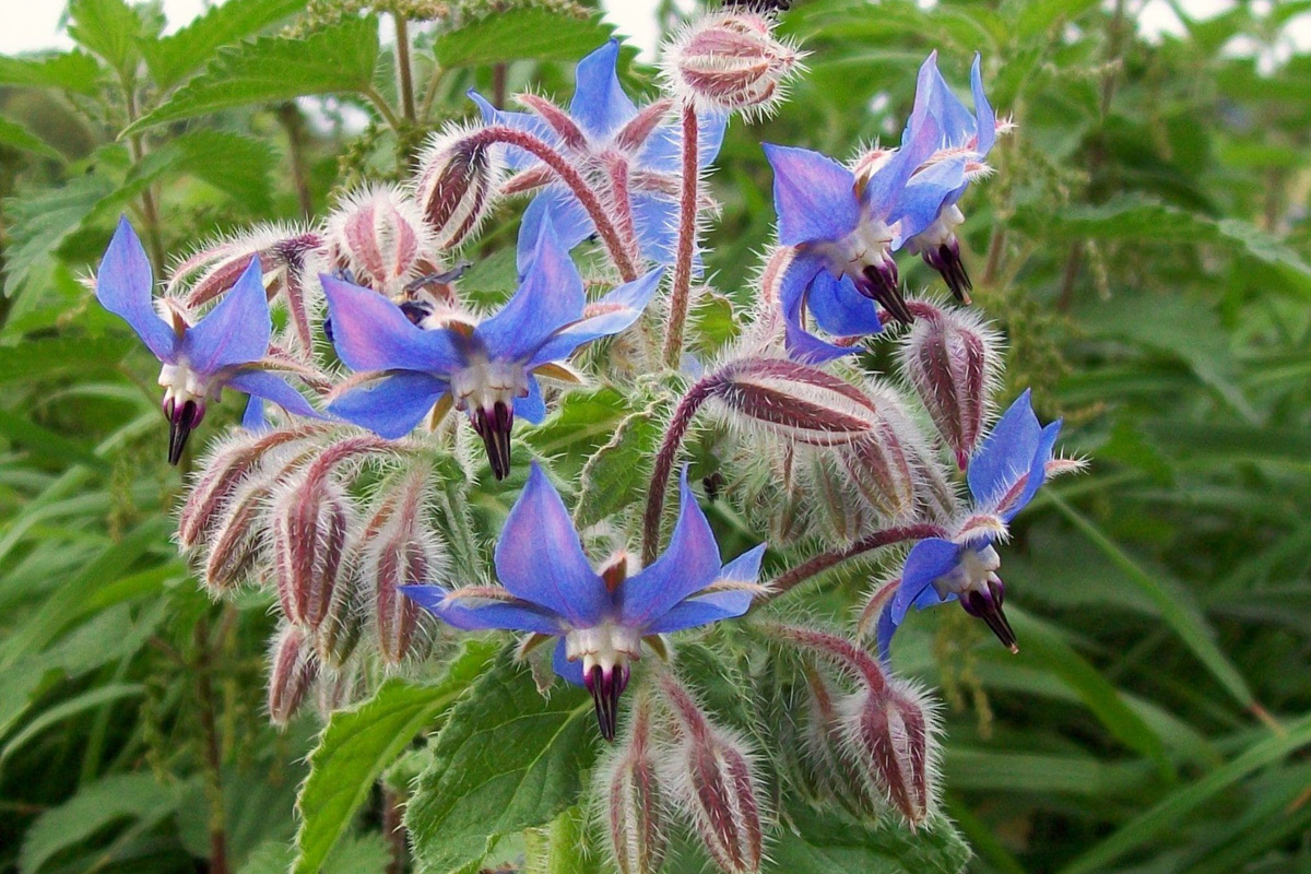 Borago officinalis