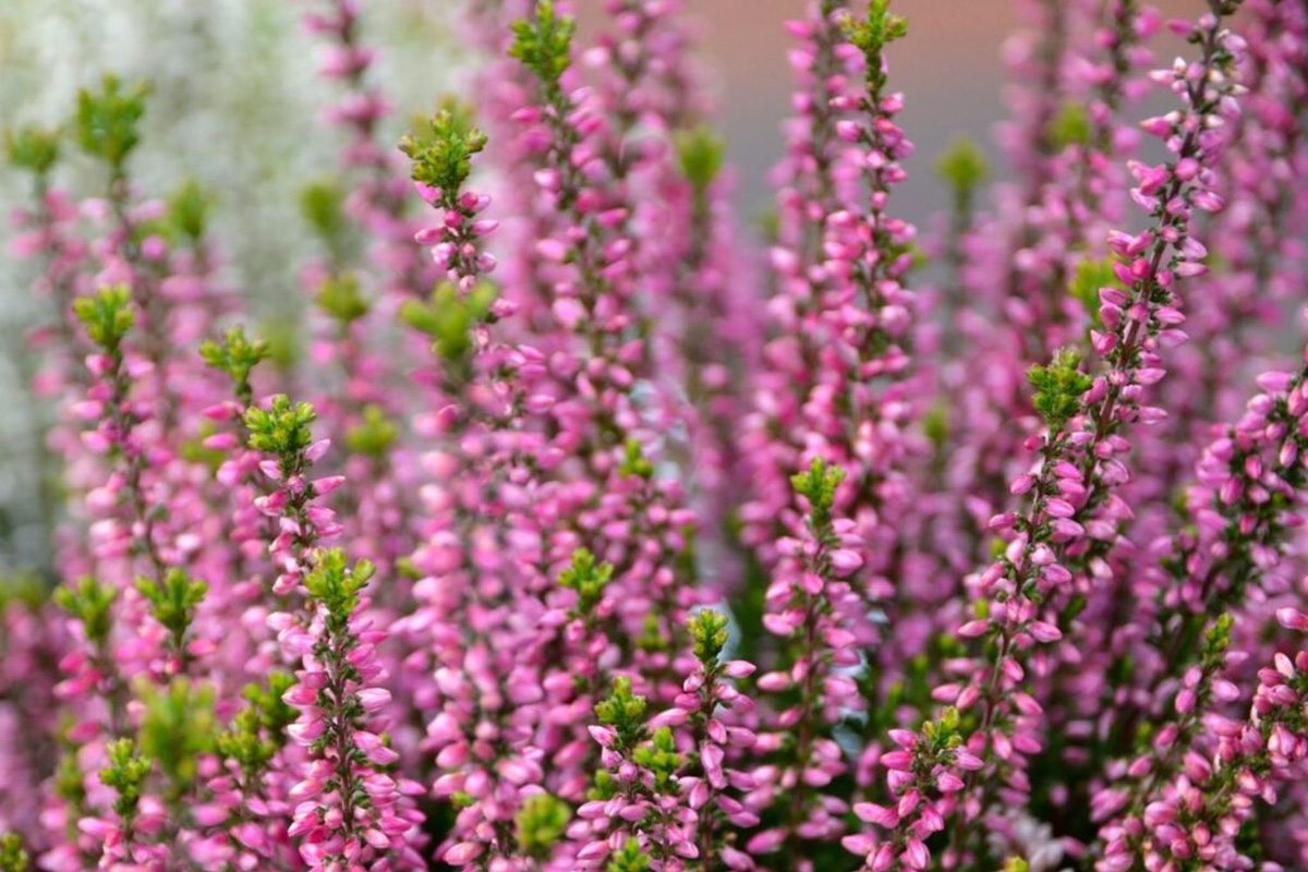 Calluna vulgaris