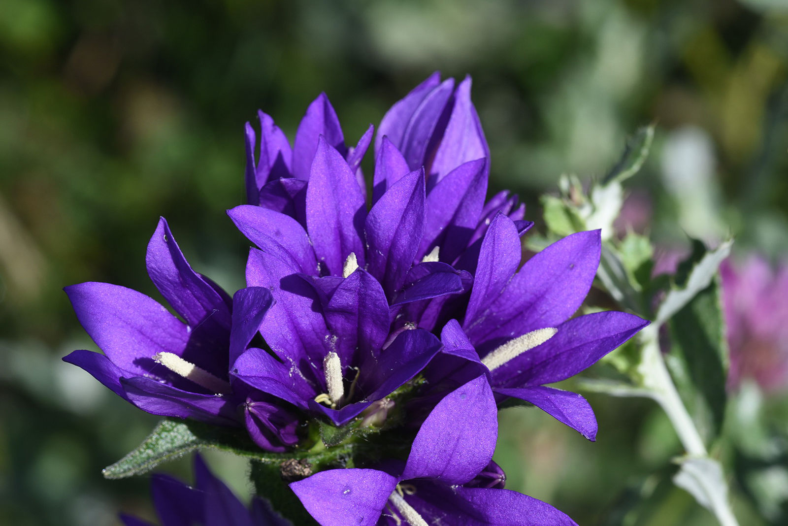 Campanula glomerata