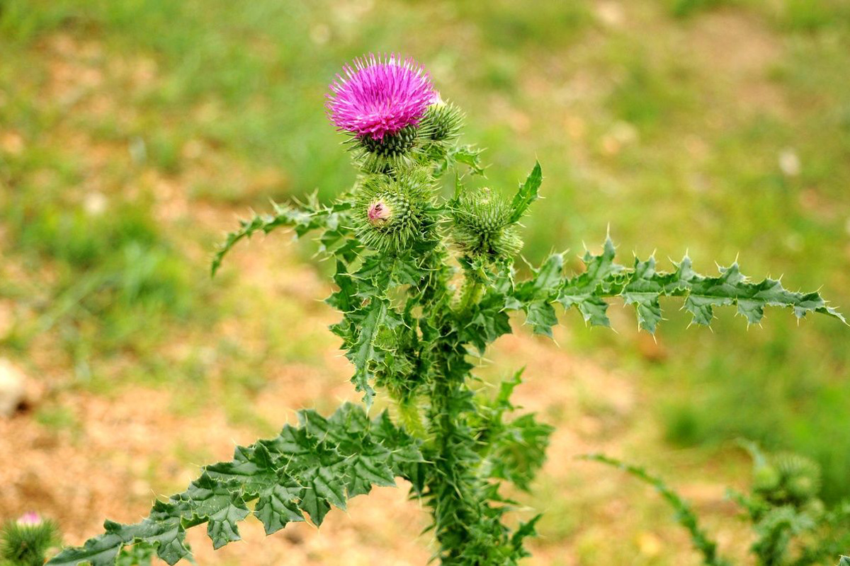 Carduus litigiosus