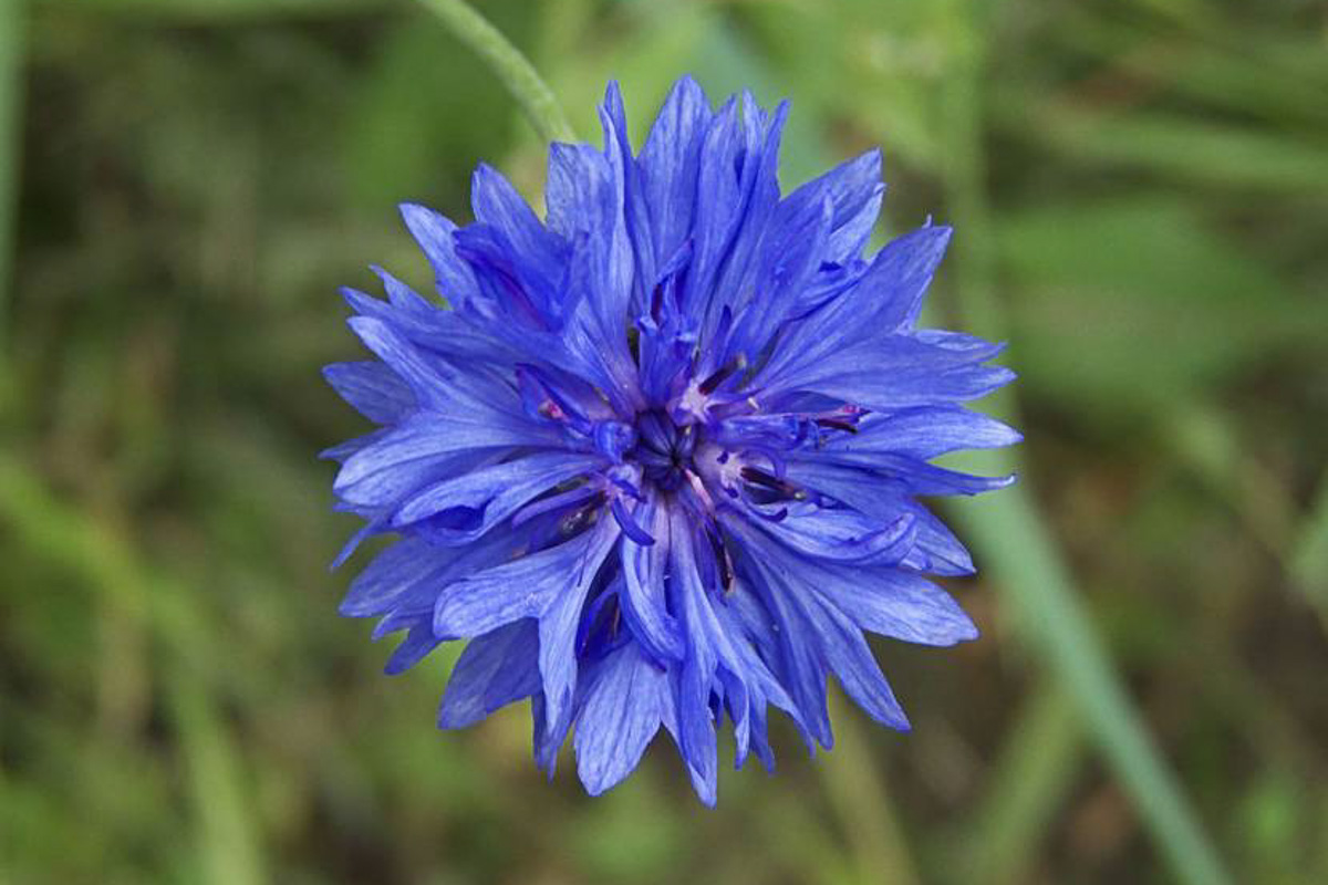 Centaurea cyanus