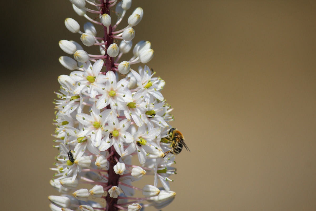 Drimia maritima (Urginea)