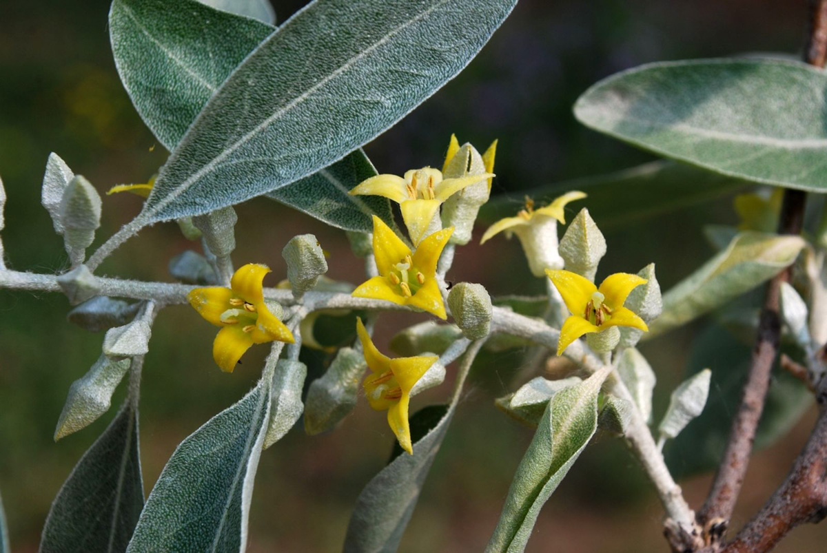 Elaeagnus angustifolia