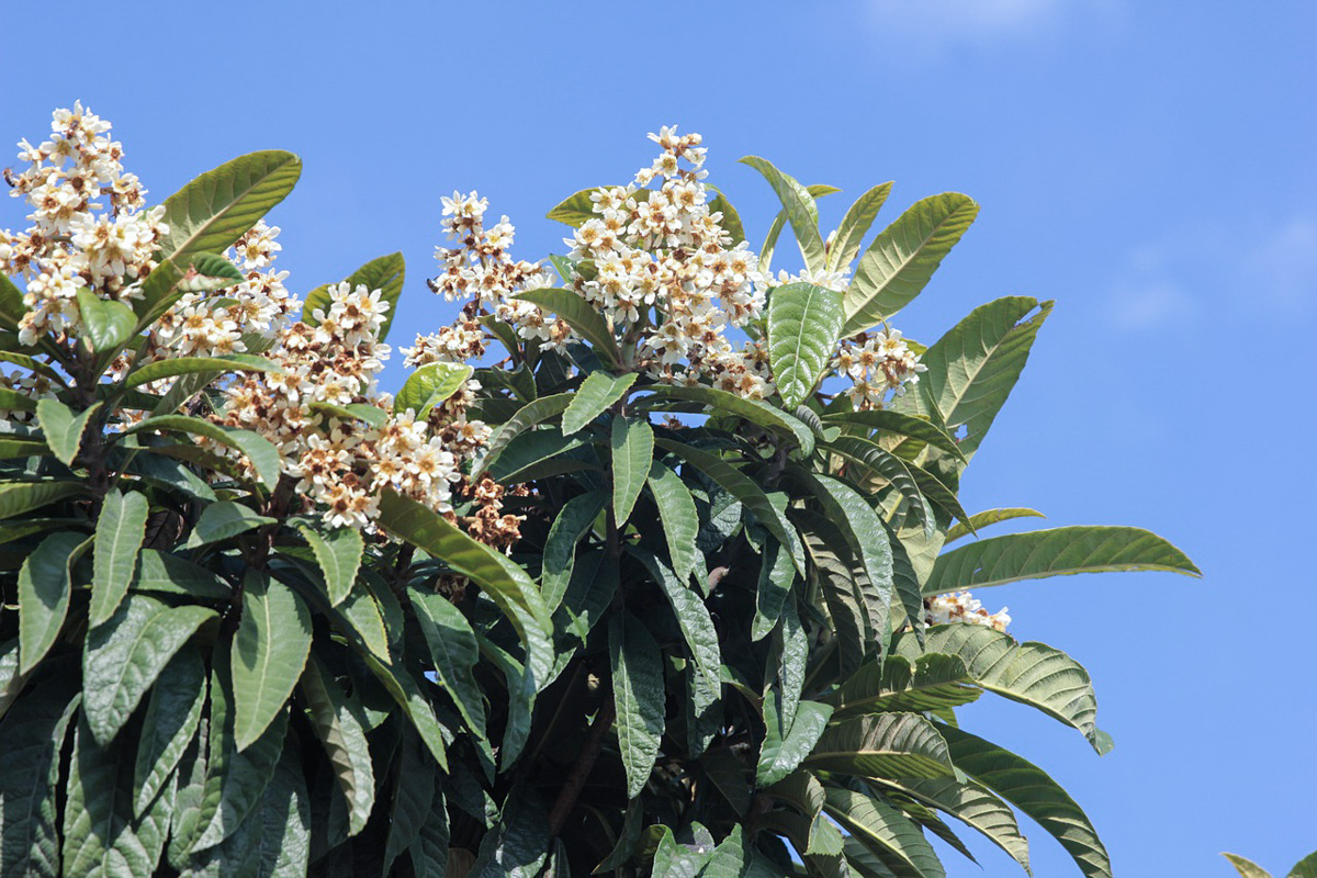 Eriobotrya japonica