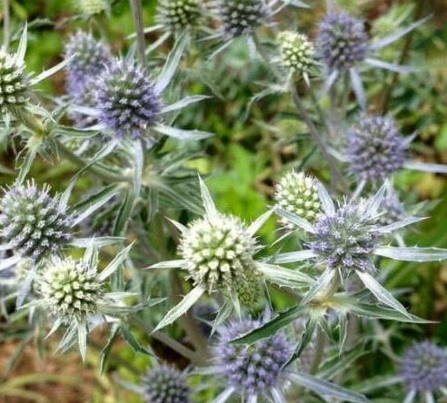 Eryngium planum