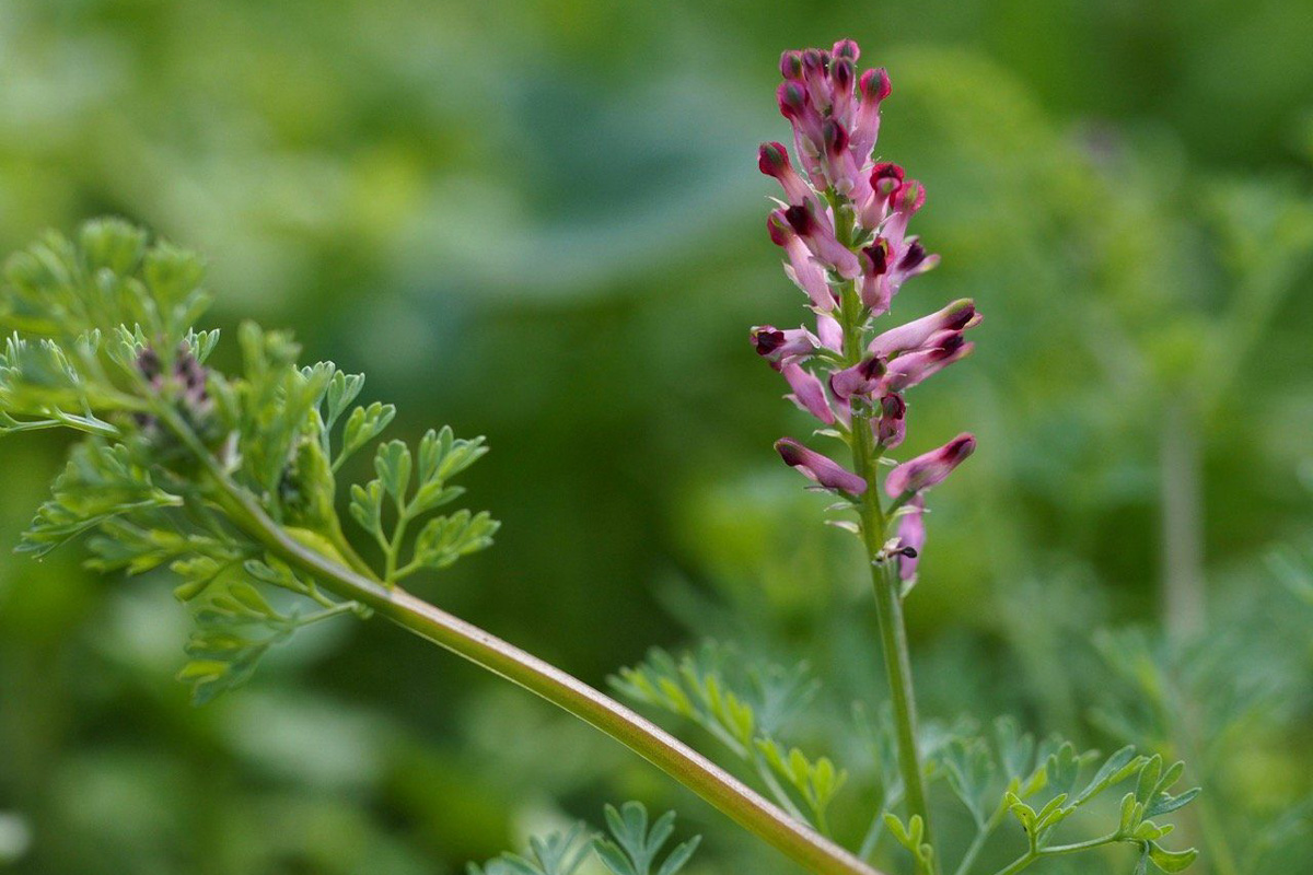 Fumaria officinalis