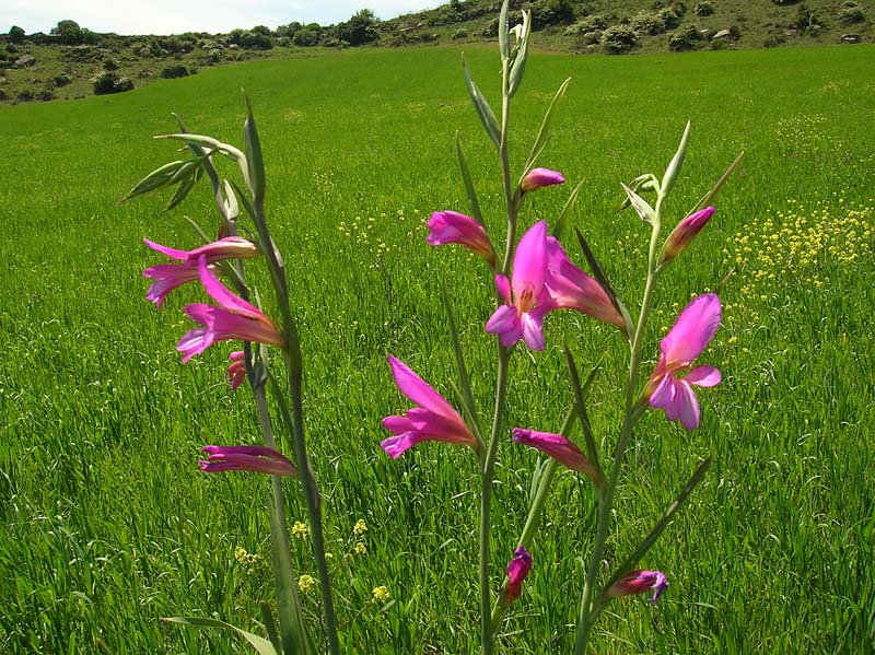 Gladiolus italicus