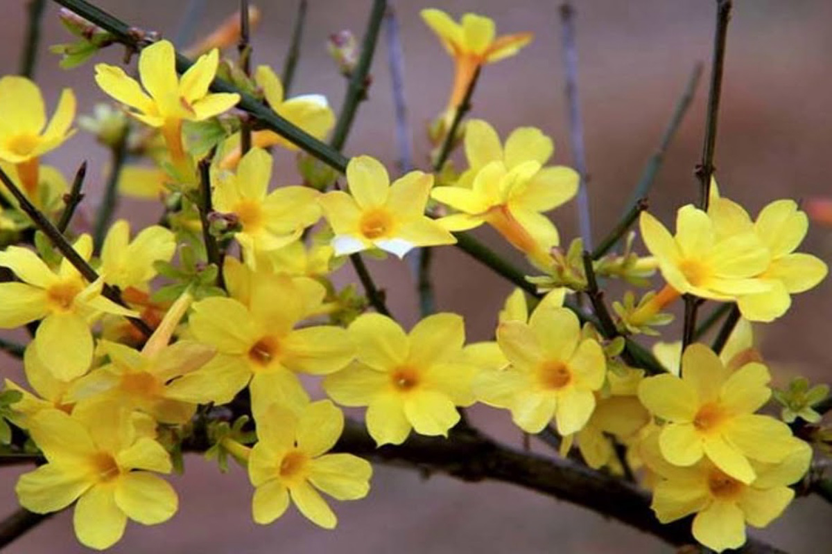 Jasminum nudiflorum