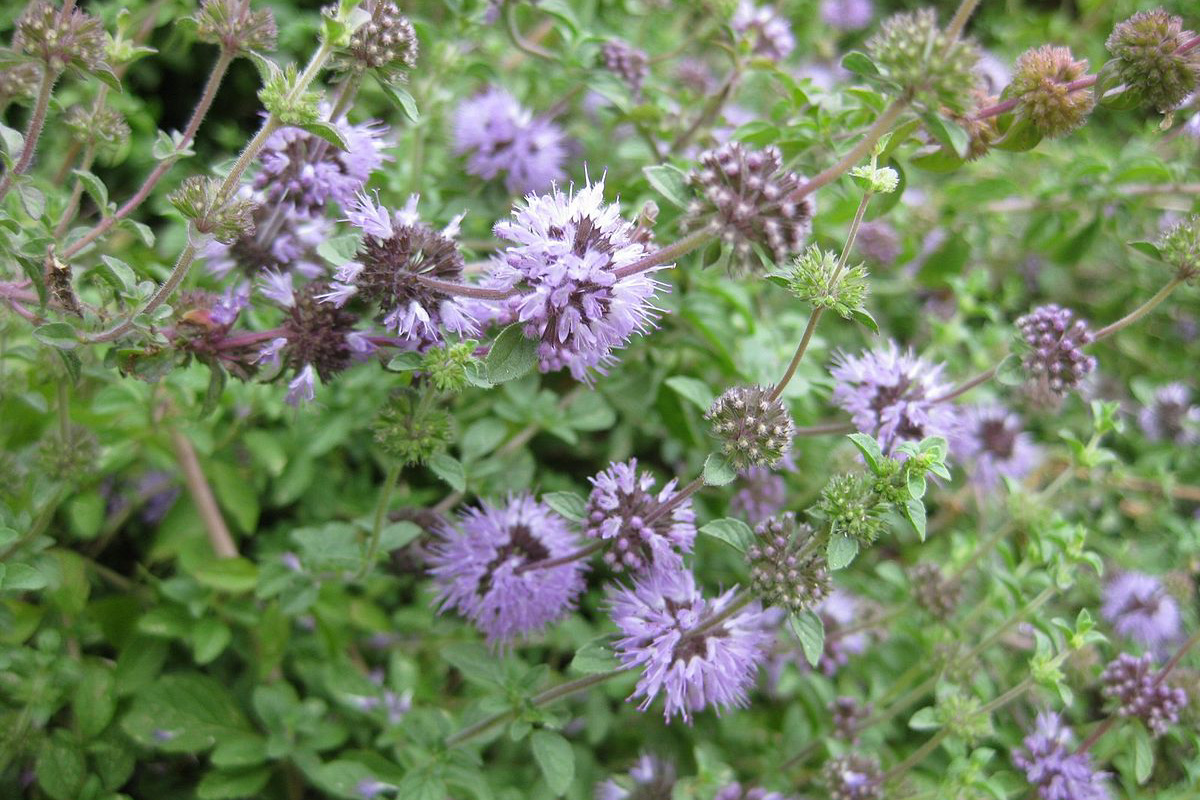 Mentha pulegium