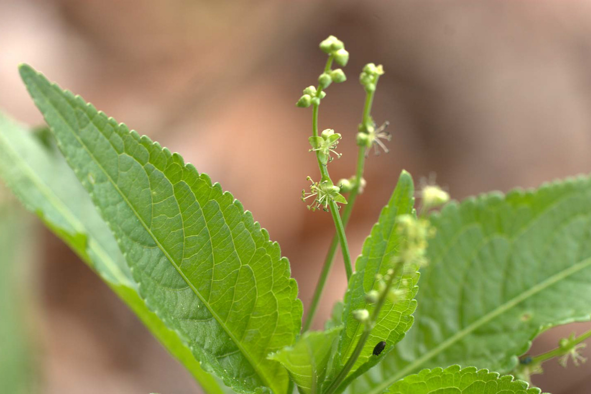 Mercurialis Perennis