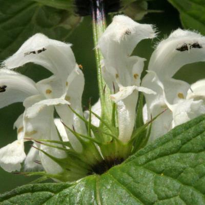 Lamium album