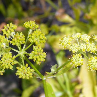 Levisticum officinale