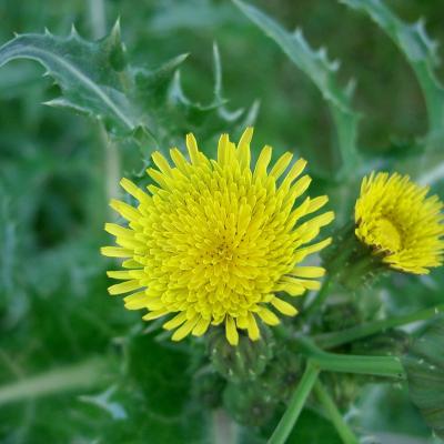 Sonchus asper