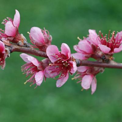 Prunus persica