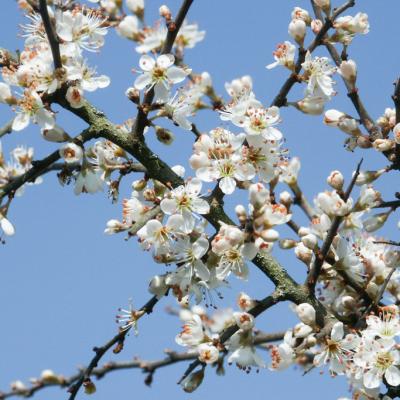 Prunus spinosa