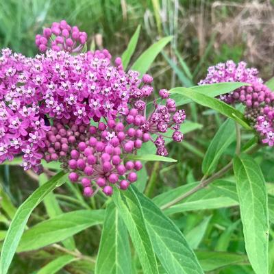 Asclepias incarnata