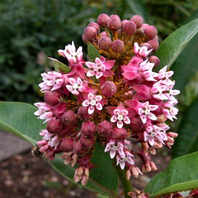 Asclepias syriaca