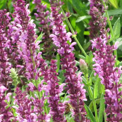 Salvia nemorosa
