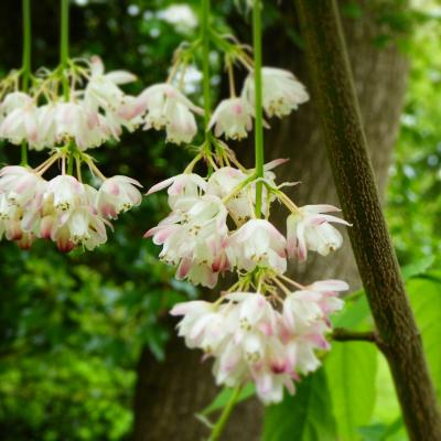 Staphylea pinnata