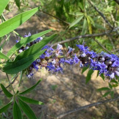 Vitex agnus-castus