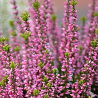 Calluna vulgaris